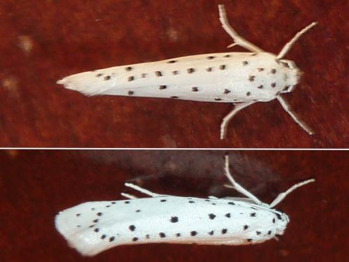 Yponomeuta sp.